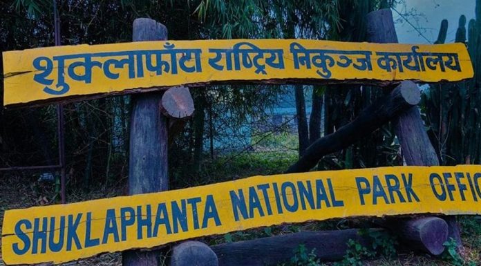 शुक्लाफाँटा निकुञ्जले दुलर्भ सुनौलो तोपको गणना गर्दै