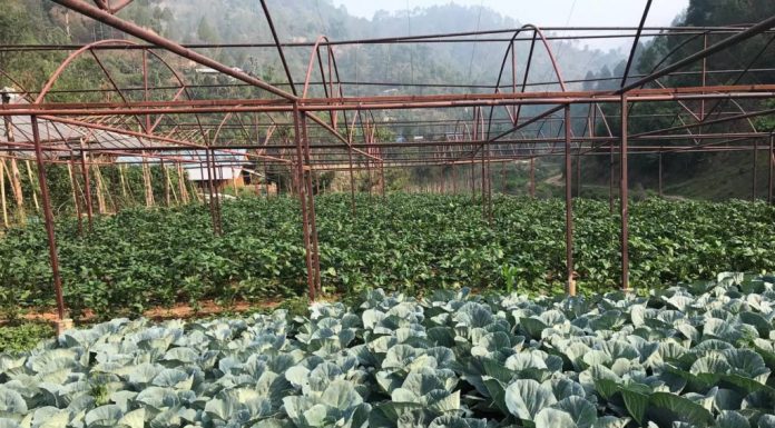 बगरको तरकारी उत्पादनबाट मनग्य आम्दानी