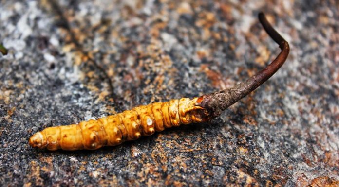 मनाङबाट ३२ किलो यार्सागुम्बा निकासी