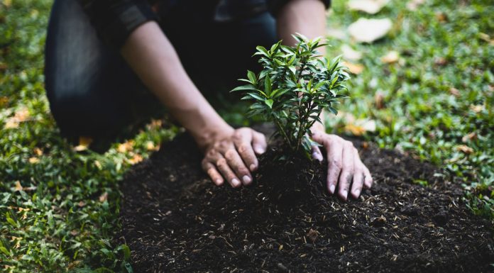 जलवायु परिवर्तन र बाढी–पहिरो न्यूनिकरणका लागि १ करोड वृक्षारोपणको संकल्प