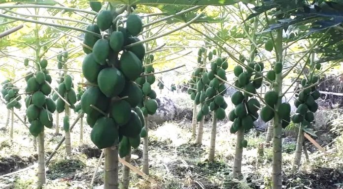 मेवा खेतीमा लागेका गागलका किसानले जुस उत्पादन गर्ने