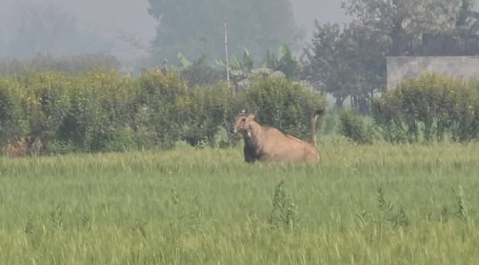 नीलगाईले दुख दिदा रौतहटका किसान चिन्तित