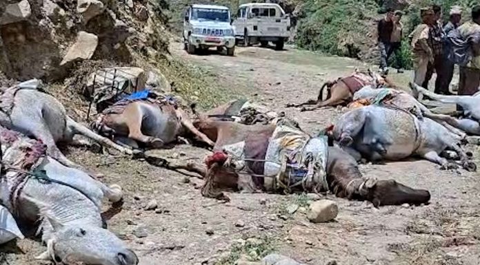 विद्युत प्राधिकरणको लापरवाही ः करेन्टले १० खच्चड र भैंसी मरेपछि किसानको विजोग