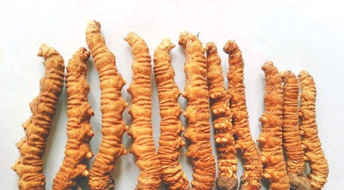 किन घट्दैछ नेपालबाट यार्सा गुम्बा निर्यात ?